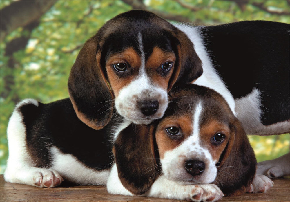 Puzzel 500 HQC BEAGLE PUPPY'S Poster Clementoni 35536 (2)