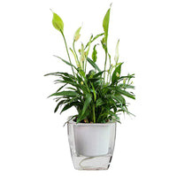 Selbstbewässernder Blumentopf für Blumen und Pflanzen – klein – Produktabbildung 10